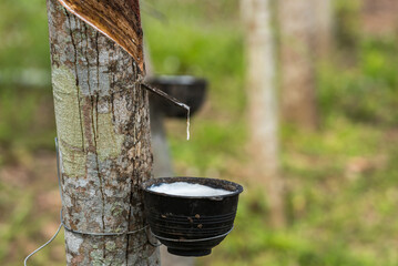 Rubber tree with natural rubber drop at plantation