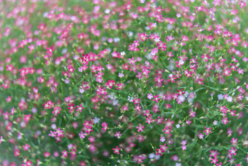 Flower (Gypso, Gypsophila) in the garden