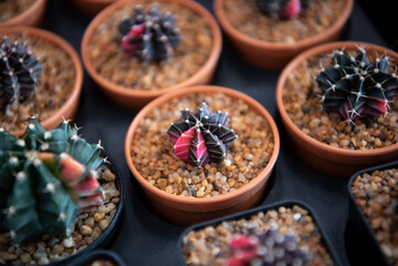 Cactus and Cactus flowers popular for decorative