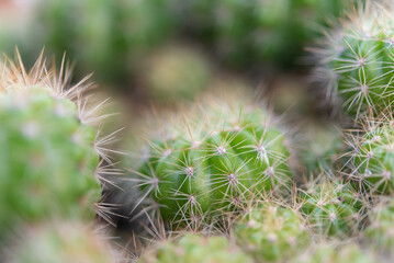 Cactus and Cactus flowers popular for decorative