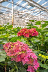 Large dark pink blooming Hydrangea flowers in a specialized Dutch nursery of Hydrangea cut flowers.y