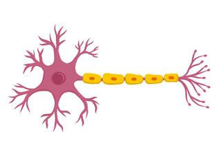 Illustration of a neuron nerve cell