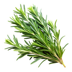 Fototapeta premium High-quality PNG rosemary sprigs isolated on transparent background