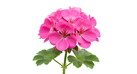 A vibrant pink geranium flower in full bloom against a stark black background with green leaves visible