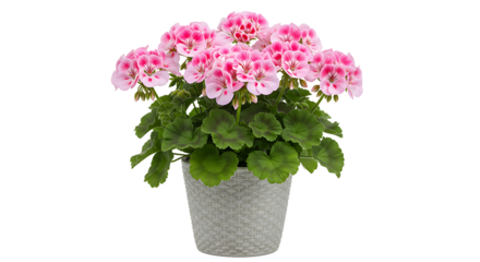 A potted geranium plant with pink and white flowers and green leaves in a gray pot isolated