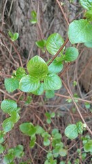 Branch of schisandra
