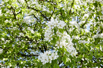 Fototapeta premium Beautiful white pear blossom. Flowering pear tree. Soft focus image of blossoming tree in spring time