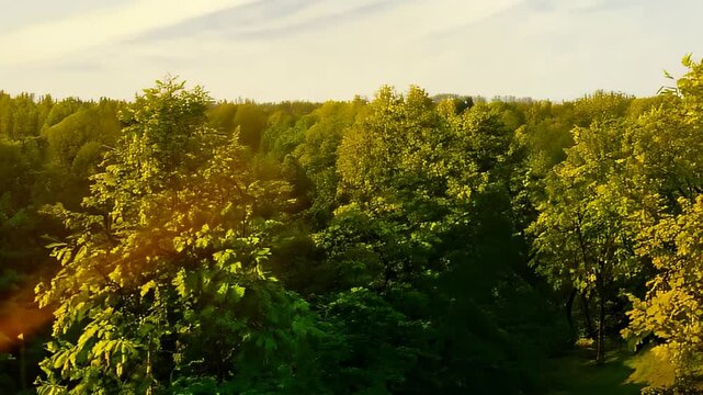 Vibrant Green Trees Swaying in the Wind: Lush Summer Landscape Video Background