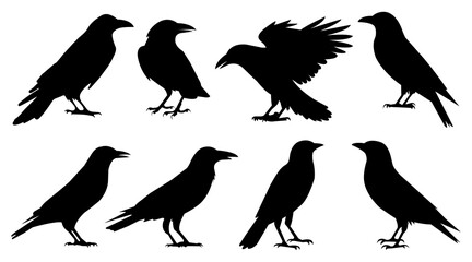 Silhouette Set of Crows and Ravens in Various Poses Isolated on White Background.