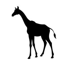 Giraffe silhouette vector illustration african wildlife animal tall mammal safari zoo design art graphic