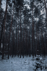 Snow covered pine forest in cold winter light