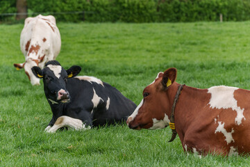 Kühe auf einer Weide im Münsterland