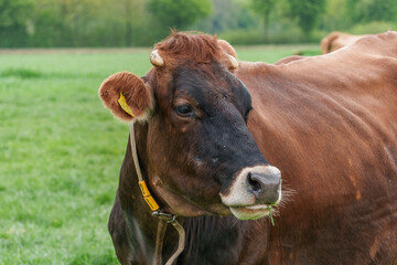 K&uuml;he auf einer Weide im M&uuml;nsterland
