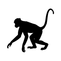 Monkey silhouette vector illustration primate animal wildlife jungle ape mammal design graphic art