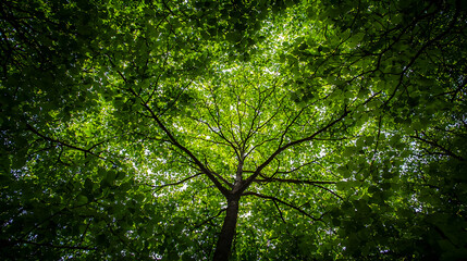 Obraz premium Sunlight Filtering Through Lush Green Tree Canopy