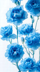 Close Up Photography of Several Blue Carnation Flowers on a White Background with Soft Lighting