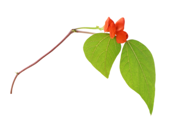 Green leves ane red flowers of decorative haricot bean (Phaseolus) isolated on white or transparent background