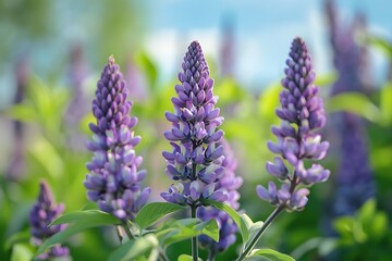 Fototapeta premium Purple Lupine Flowers Blooming In A Garden Under Soft Sunlight With Green Leaves