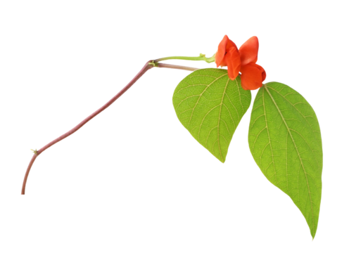 Green leves ane red flowers of decorative haricot bean (Phaseolus) isolated on white or transparent background
