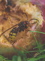 A hornet eating on apple in garden,macro close-up shot