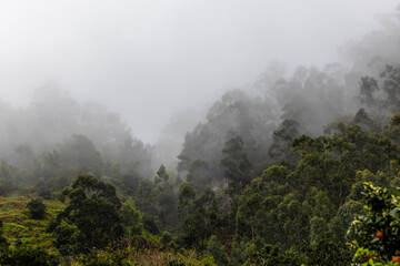 In the Embrace of Fog – Madeira’s Mountains at Dawn