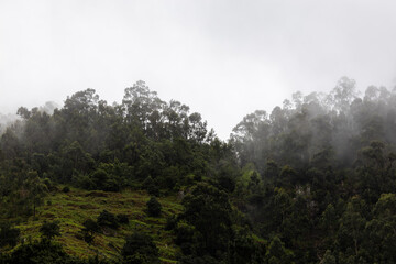 In the Embrace of Fog – Madeira’s Mountains at Dawn