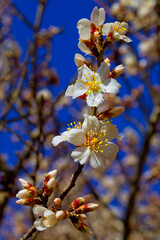 fleurs