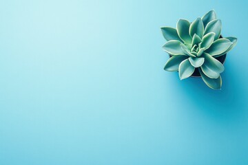 Succulent in Pot on Blue Background