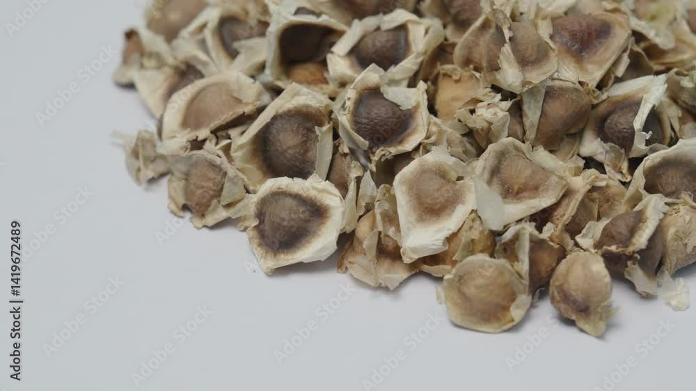 Wall mural organic moringa oleifera seeds dried from moringa tree on white background