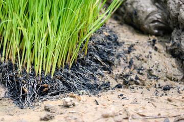 Rice seedlings or young green rice plants prepared for cultivation.