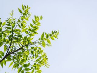 春の空に木の葉が輝く05