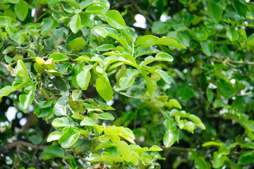 Fresh green kaffir lime leaves on the tree.