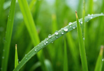 Close-Up of Dew Drops on Green Grass Blades in Nature

