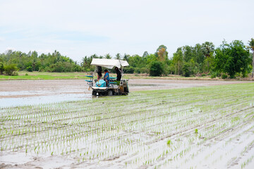 Fototapeta premium A rice planting machine is planting rice in the field.