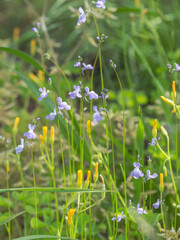 Fototapeta premium 春の山 マツバウンランの紫の花11