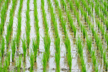 A rice planting machine is planting rice in the field.