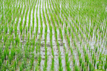 Paddy field cultivation / Rice field farming.
