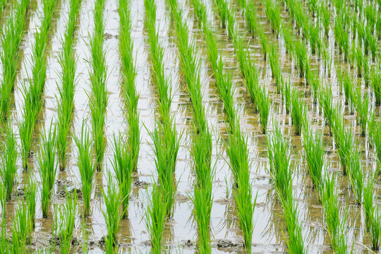 A rice planting machine is planting rice in the field.
