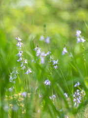 春の山　マツバウンランの紫の花15