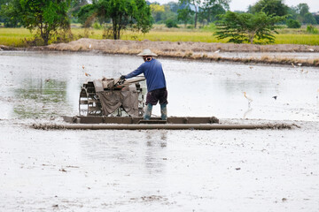 The farmer is plowing the rice field in preparation for planting.