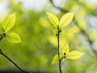 春の森の木の葉が輝く04