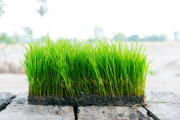 Rice seedlings or young green rice plants prepared for cultivation.