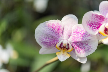 Flower (Orchidaceae, Orchid Flower) white purple