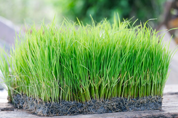 Rice seedlings or young green rice plants prepared for cultivation.