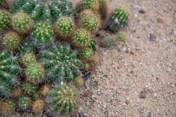 Cactus and Cactus flowers popular for decorative