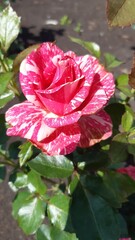 Striking pink and white striped rose blooming in a garden during daylight hours