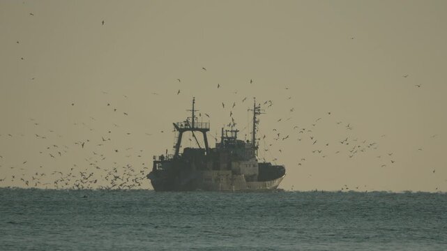 Fishing Trawler Seabirds Ocean: Coastal Fishing Vessel Amidst Abundant Seabirds, likely during fishing operation.