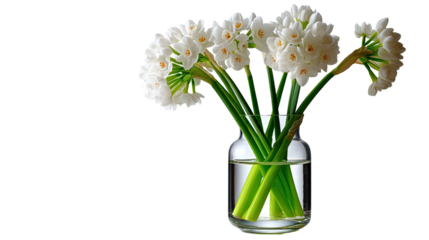 White Narcissus Bouquet: A classic still life featuring a delicate arrangement of pure white narcissus flowers, their trumpet-shaped blooms open wide in a crystal glass vase.