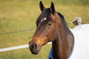 A brown horse stands peacefully in a vibrant green pasture, wearing a light blanket. The sun shines brightly, illuminating the surrounding landscape and showing a tranquil environment.