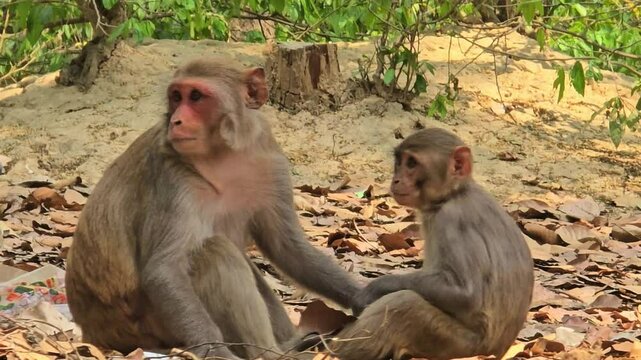 manky mother and baby